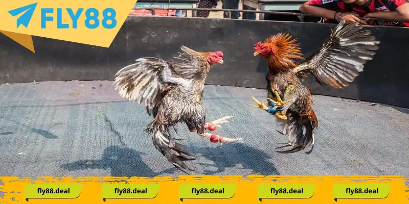 Sảnh đá gà Fly88 cung cấp những trận đấu hấp dẫn, kịch tính hàng đầu
